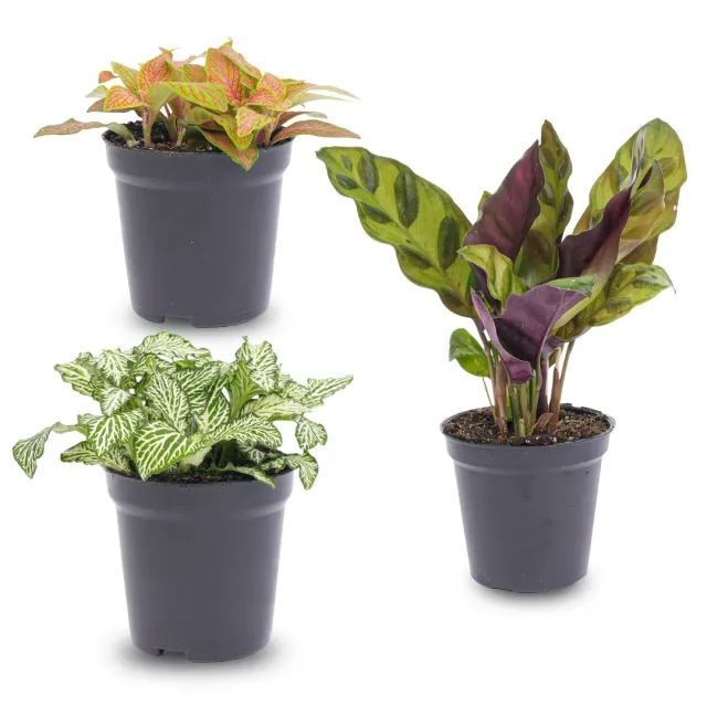 Urbanjungl Lancifolia terrariumplanten 3 stuks fittonia