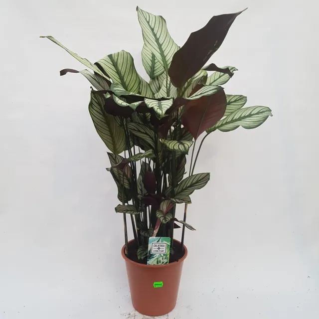 Tuincentrum Heerdink Whitestar calathea kamerplant gestreept