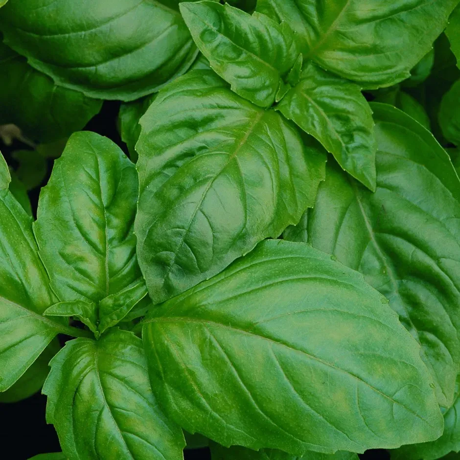 The Natural World Ocimum basilicum plant P9 vers