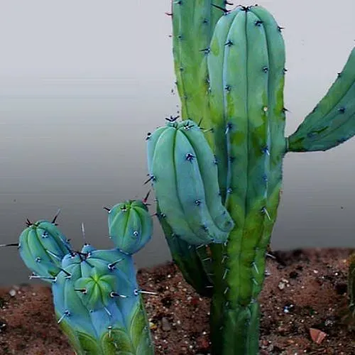 The Natural World Myrtillocactus geometrizans cactus blauw