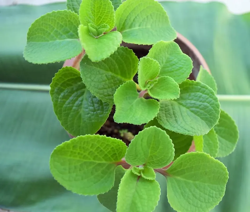 The Natural World Plectranthus amboinicus plant eetbaar