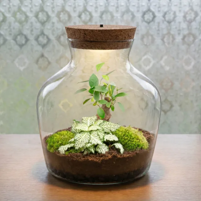Urbanjungl Little Joe bonsai terrarium DIY kit licht