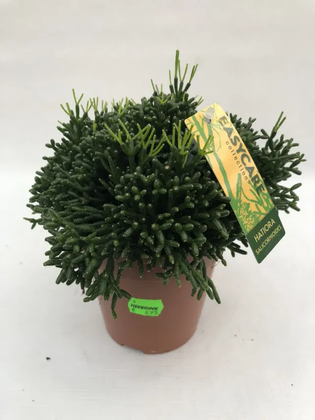 Tuincentrum Heerdink Hatiora salicornioides koraalcactus