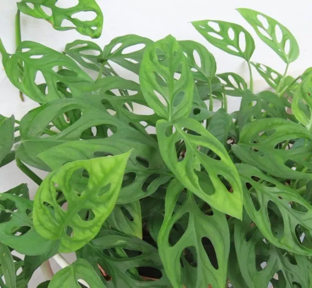 The Natural World Monstera adansonii gatenplant hangplant