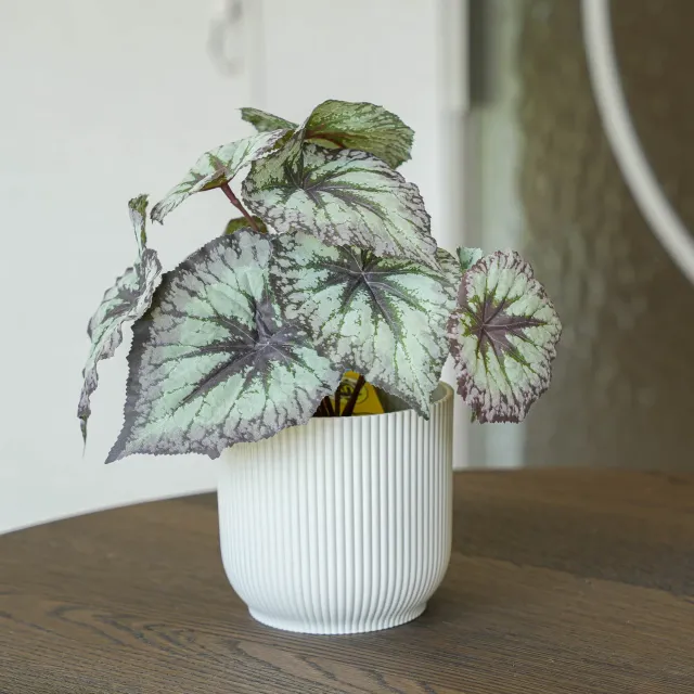 Urbanjungl Begonia 26 cm kunstplant grijs-paars UV balkon