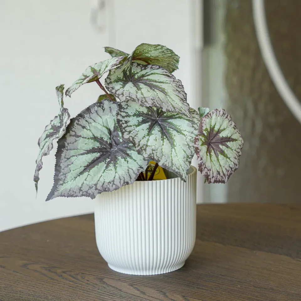 Urbanjungl Begonia 26 cm kunstplant grijs-paars UV balkon