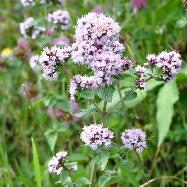 The Natural World Origanum vulgare oreganoplant P9 eetbaar