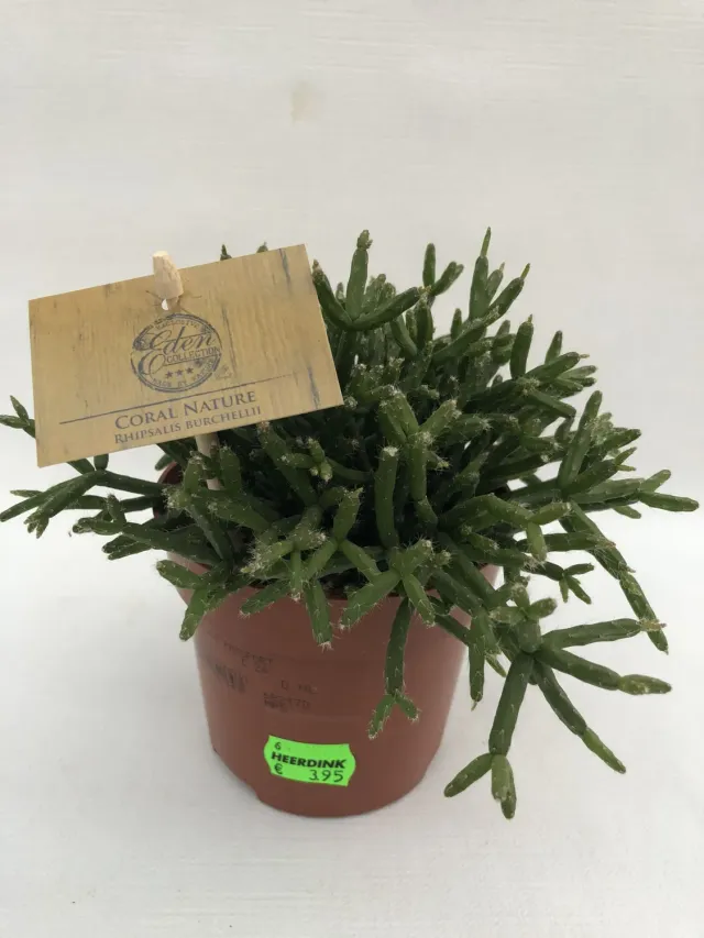 Rhipsalis burchellii koraalcactus hangplant 15 cm