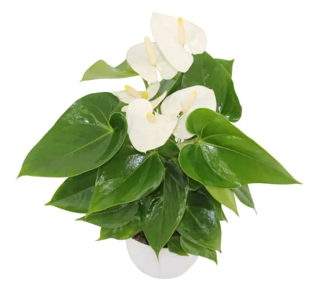 XL-Bloom YoungPlants XL.63 aardbeiplant Arisa Snow aromatisch