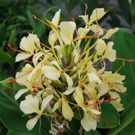 The Natural World Hedychium Dixter gemberlelie oranje