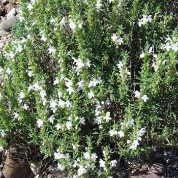 The Natural World Satureja bonenkruidplant P9 winter