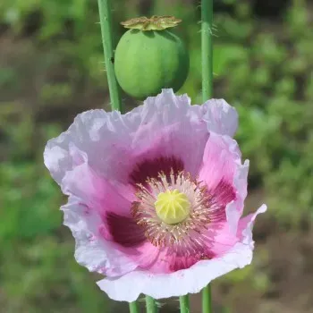 The Natural World Slaapbol blauwmaanzaad zaden eetbaar