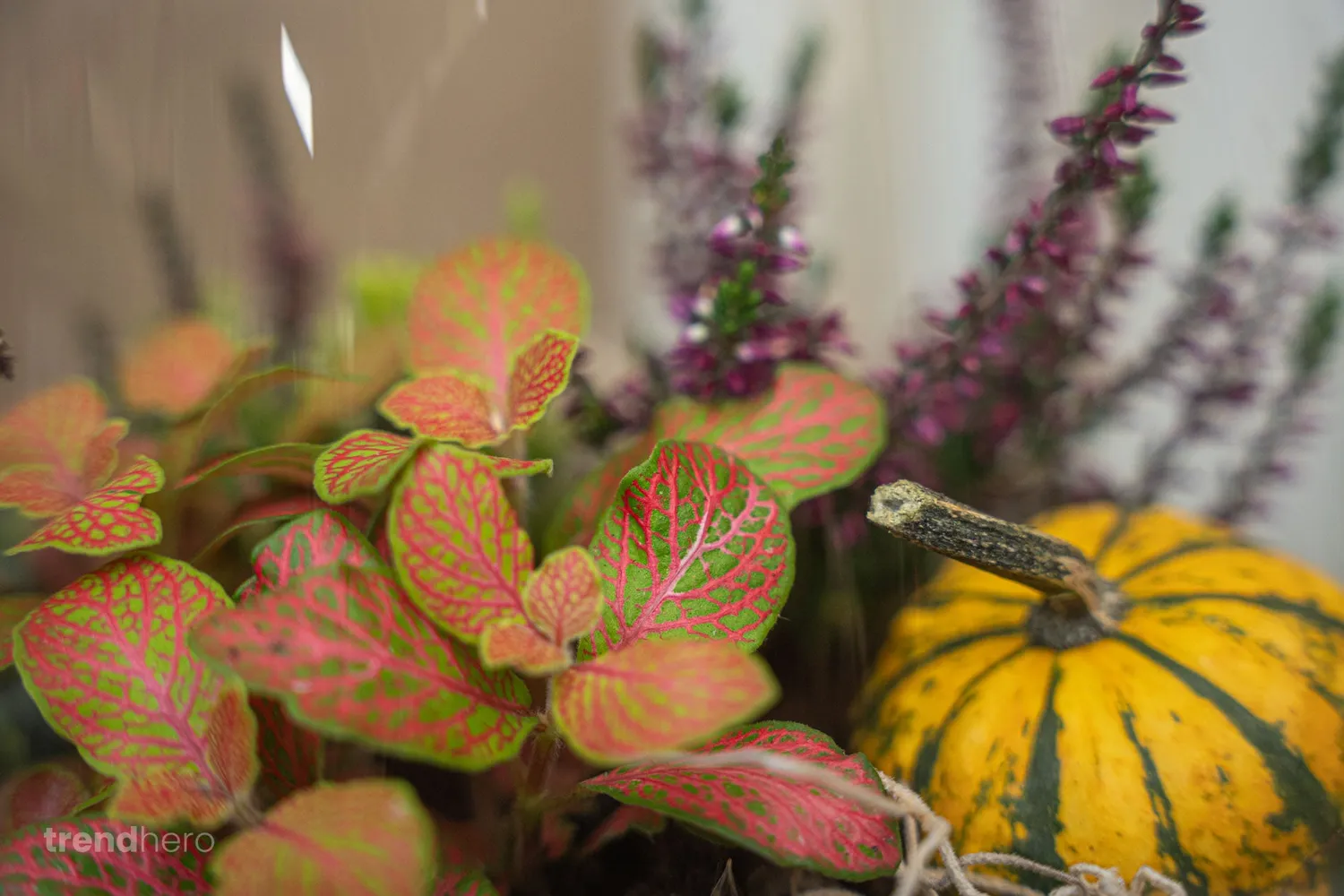 Urbanjungl Emma Autumn herfst terrarium DIY-set