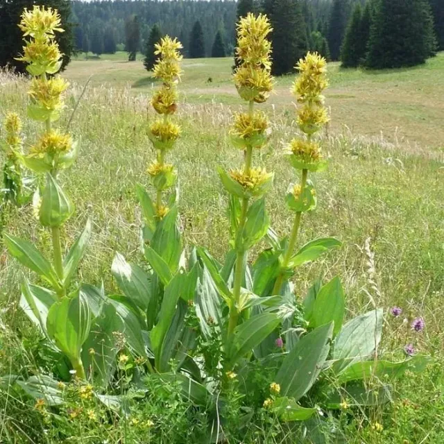 The Natural World Gentiana lutea plant P9 bitterwortel