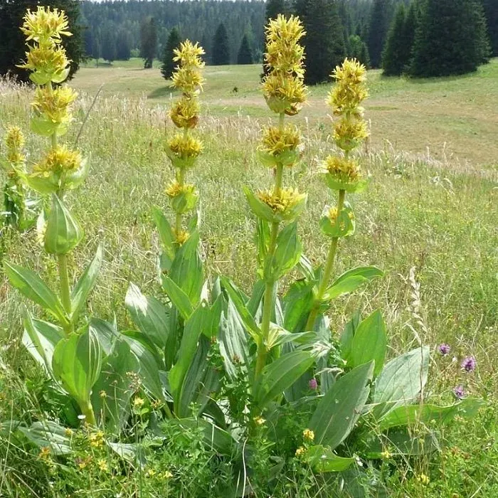 The Natural World Gentiana lutea plant P9 bitterwortel