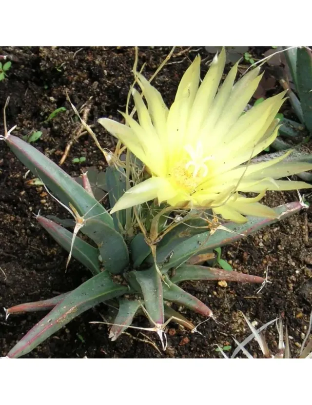 The Natural World Leuchtenbergia principis cactus