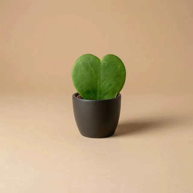 Urbanjungl mini plantenpot antraciet mat Ø6 cm