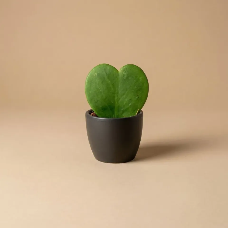 Urbanjungl mini plantenpot antraciet mat Ø6 cm