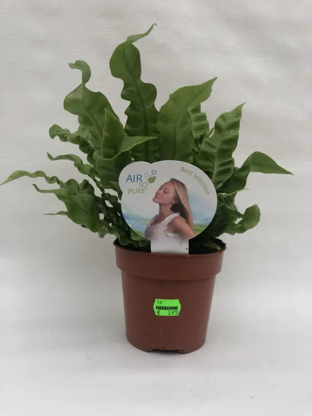 Tuincentrum Heerdink Asplenium Crispy Wave nestvaren kamerplant
