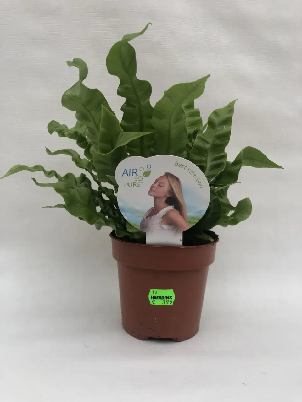 Tuincentrum Heerdink Asplenium Crispy Wave nestvaren kamerplant