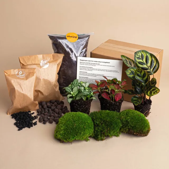 Urbanjungl Calathea Makoyana terrarium navulpakket 3 planten
