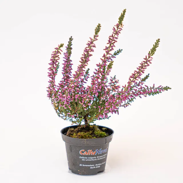 Urbanjungl Callu Nova Calluna vulgaris mini plant