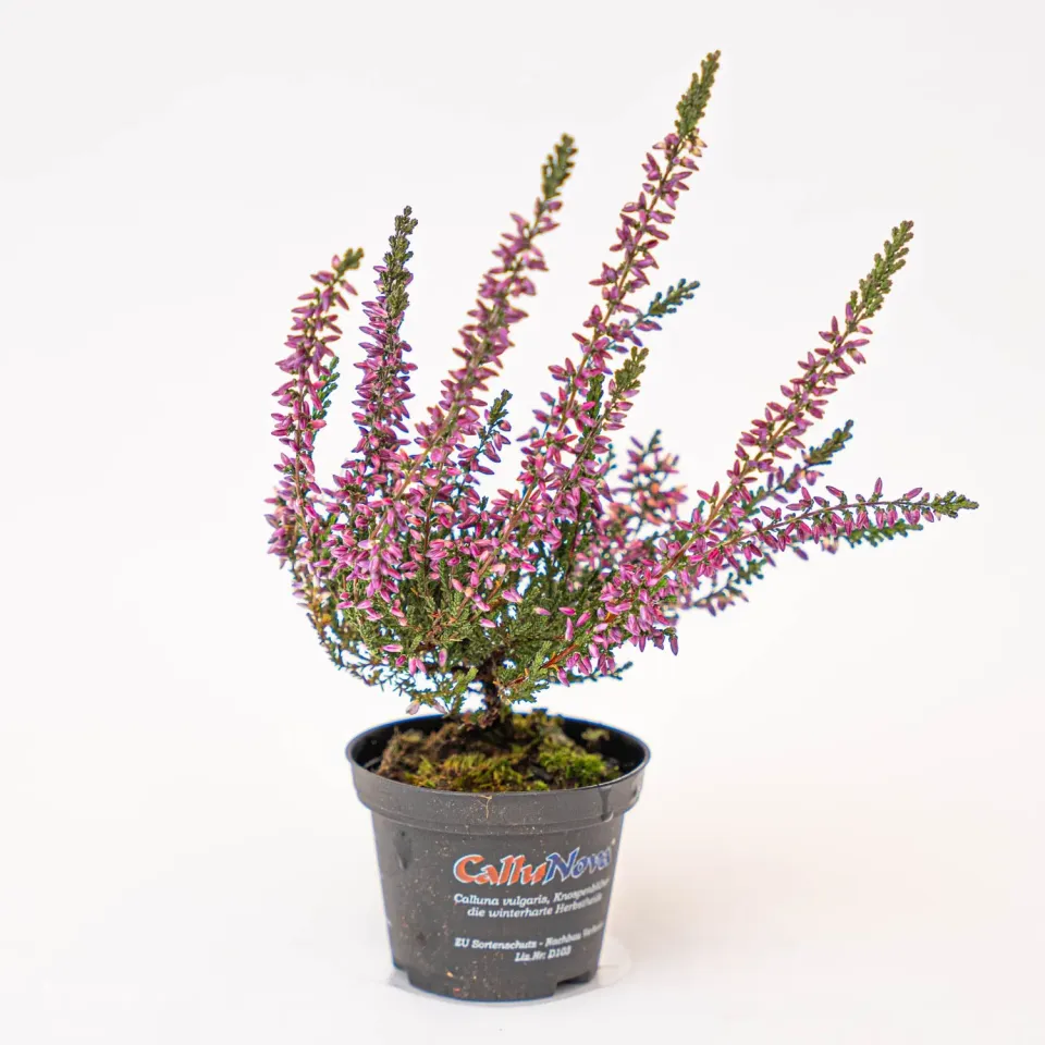 Urbanjungl Callu Nova Calluna vulgaris mini plant