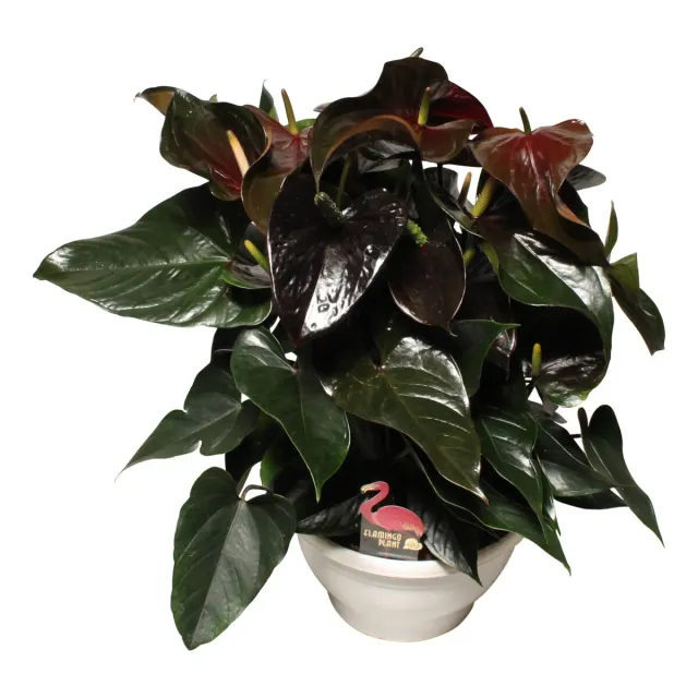 XL-Bloom YoungPlants XL.20 bloempot Paris zwart