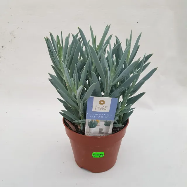 Tuincentrum Heerdink Mount Everest kruiskruid groen vetplant