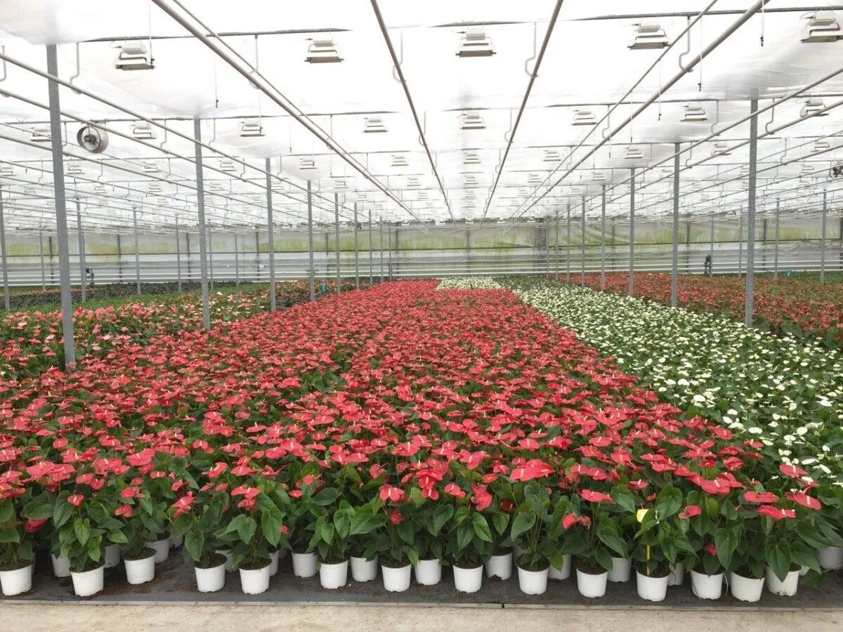 XL-Bloom YoungPlants XL.137 Jambo Red jonge plant rood