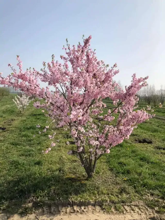 Tuincentrum Heerdink Magnolia struik 100-120 cm bloeiend