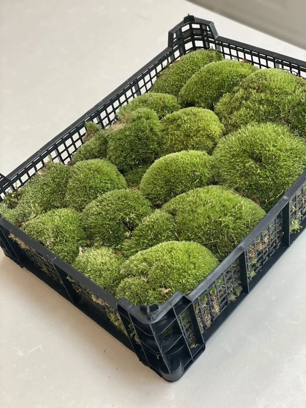 Urbanjungl Live Cushion Moss kussenmos full tray
