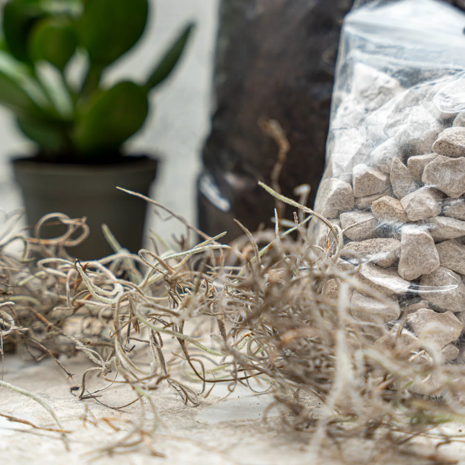 Urbanjungl Succulenten terrarium starterset 2 stuks S/M