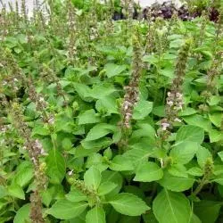 The Natural World Basilicum Blue Spice plant eetbaar