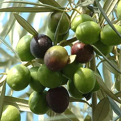 The Natural World Olea europaea olijfboom eetbaar