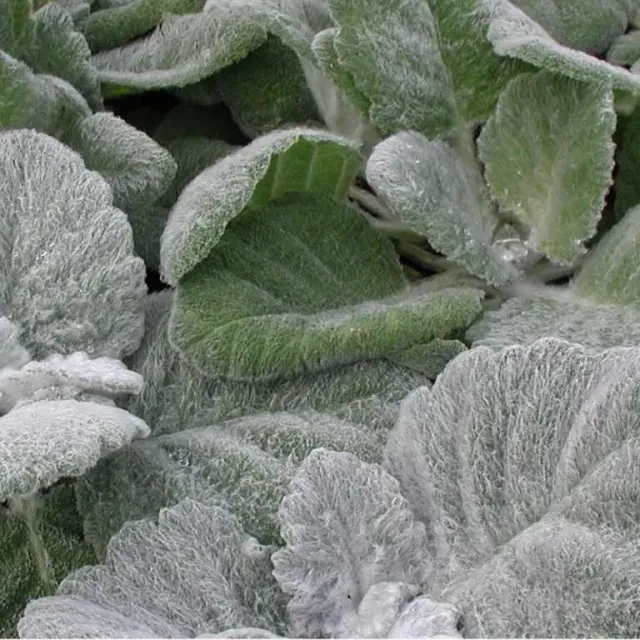 The Natural World Salvia argentea salieplant zilverblad