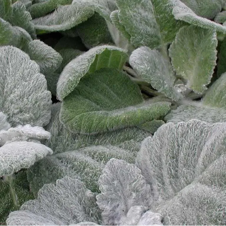 The Natural World Salvia argentea salieplant zilverblad
