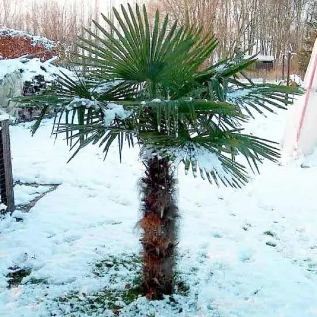 The Natural World Trachycarpus fortunei palm P15 winterhard