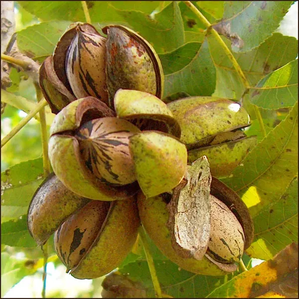 The Natural World Carya illinoinensis pecanboom noten