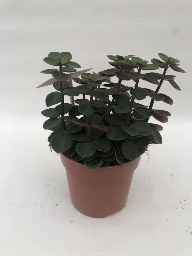 Tuincentrum Heerdink Peperomia verticillata Red Log kamerplant