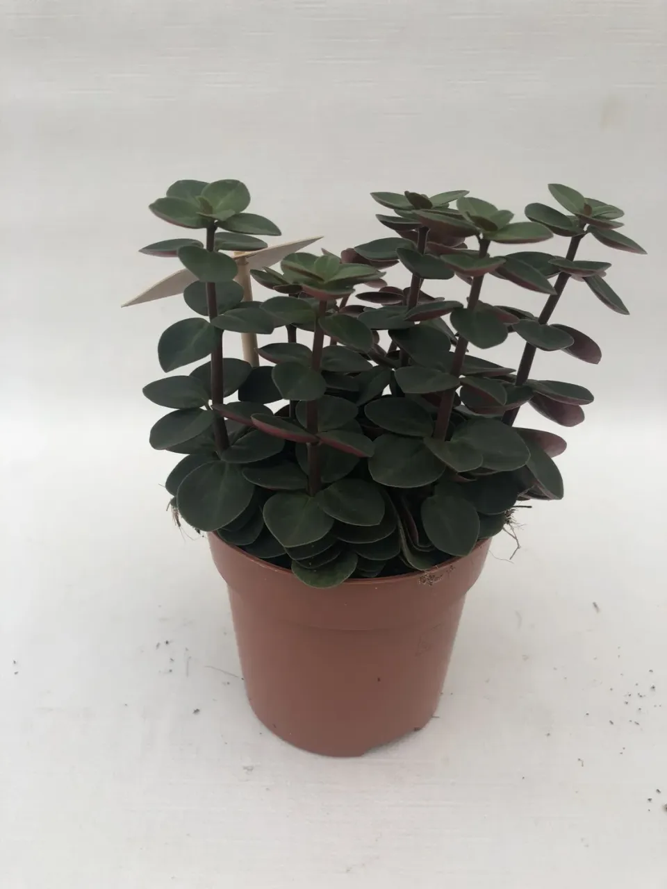 Tuincentrum Heerdink Peperomia verticillata Red Log kamerplant