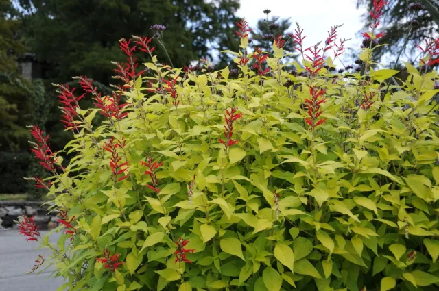 The Natural World Salvia Golden Delicious ananassalie plant ananasgeur