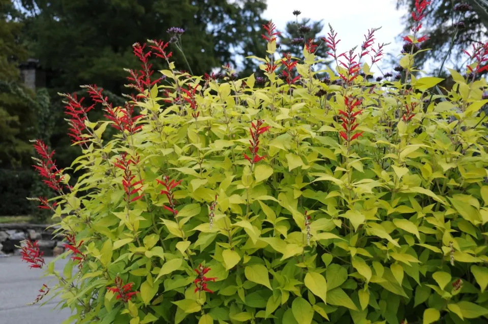 The Natural World Salvia Golden Delicious ananassalie plant ananasgeur