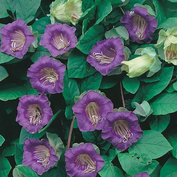 The Natural World Cobaea scandens klokwinde klimplant paars
