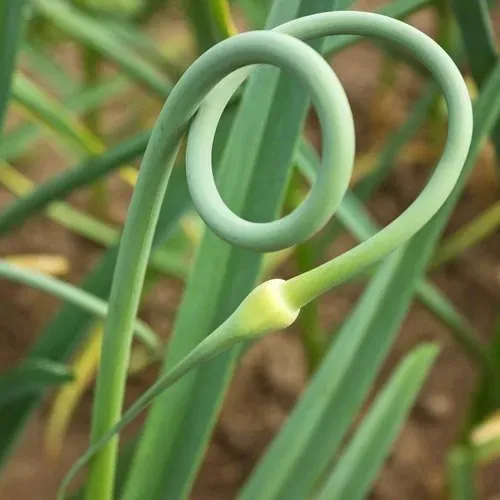 The Natural World Allium sativum ophioscorodon knoflookplant eetbaar