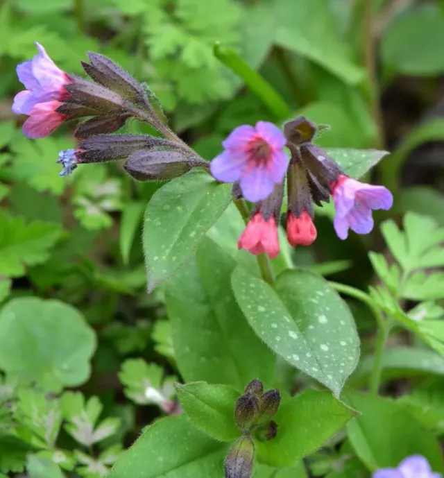 The Natural World Pulmonaria officinalis longkruid P9 schaduw