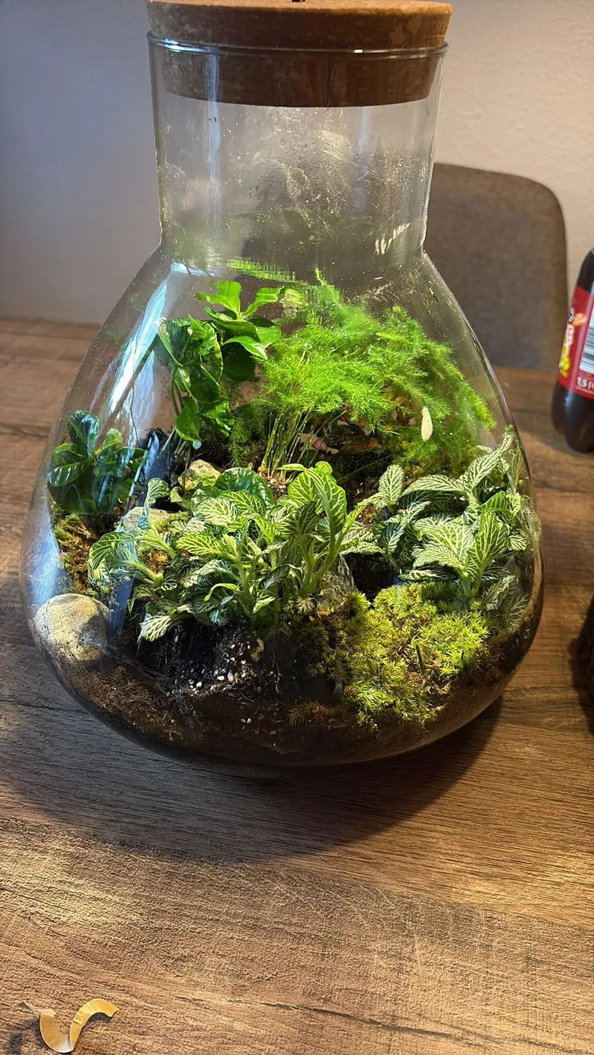 Urbanjungl Sam XL plantenterrarium DIY kit met licht 30 cm