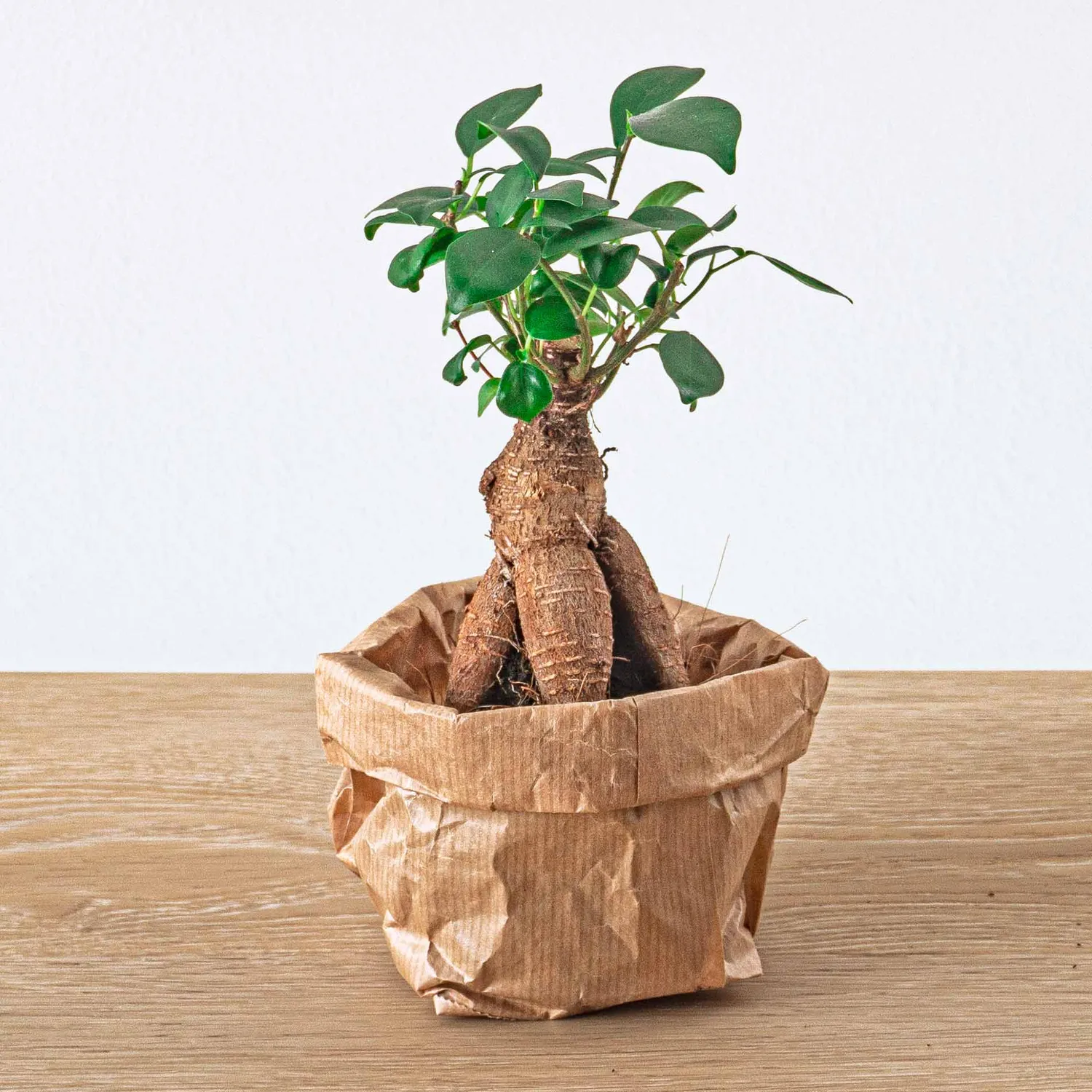 Urbanjungl Ficus Ginseng terrarium planten set 5 stuks