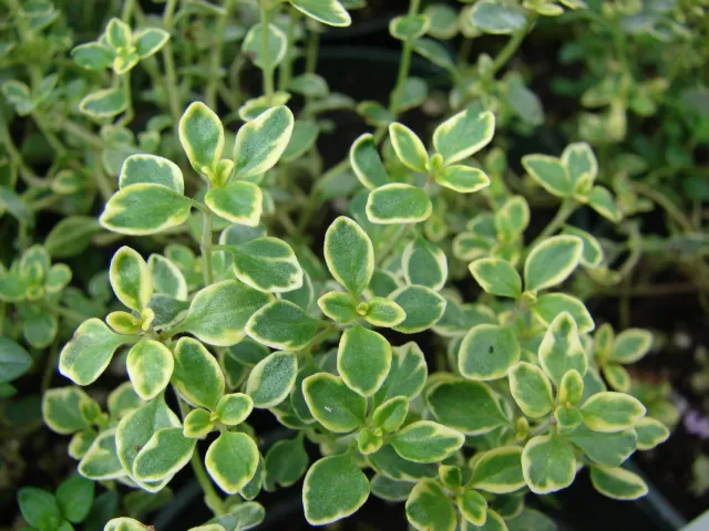 The Natural World Golden Lemon tijmplant P9 citroen