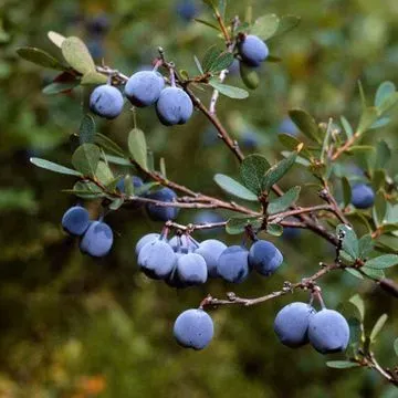 The Natural World Vaccinium uliginosum bosbesstruik eetbaar